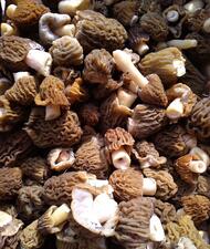 Les morilles Les morilles